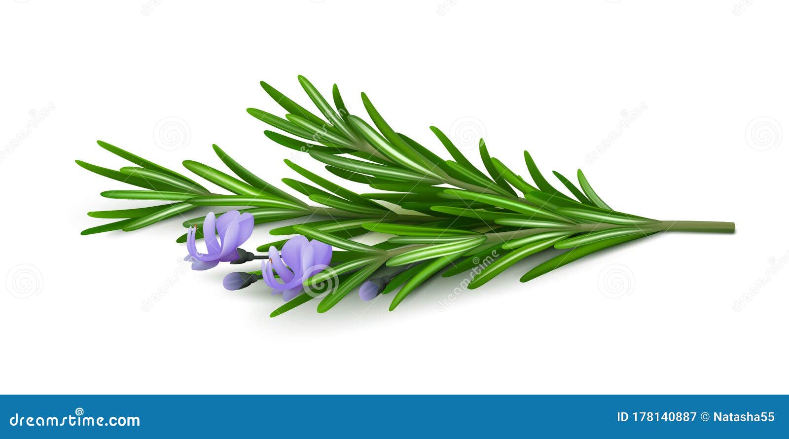 fresh sprig of rosemary with flowers on a white background.